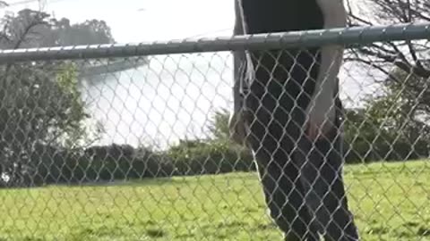Animal Funny Video