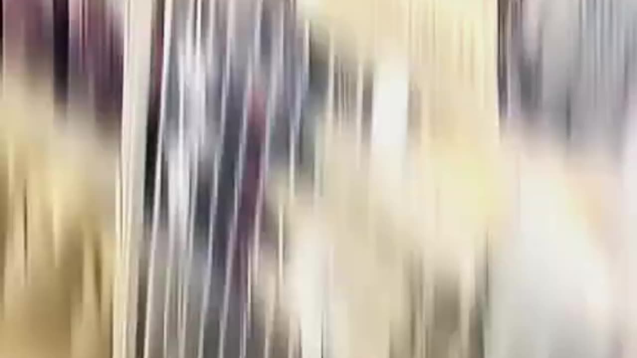 Try not to laugh 😂😂😂 #funny #animals