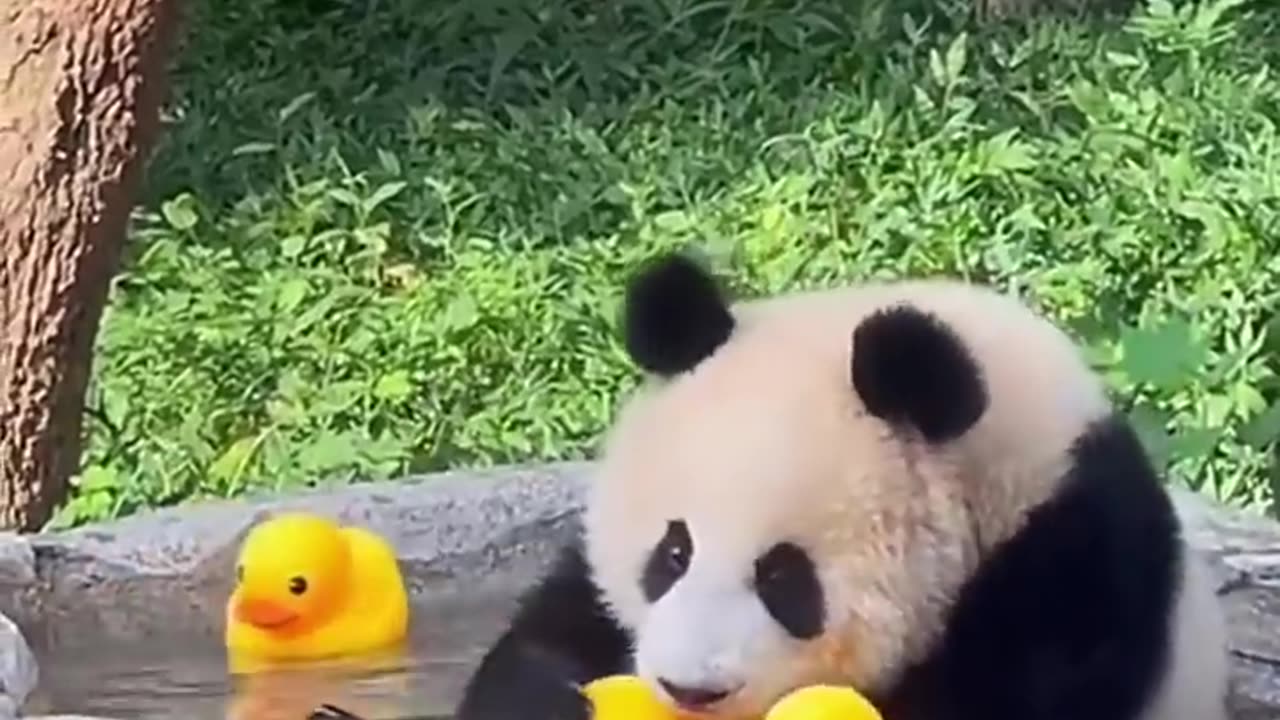 Joyful & Silly Panda! 😂🐼