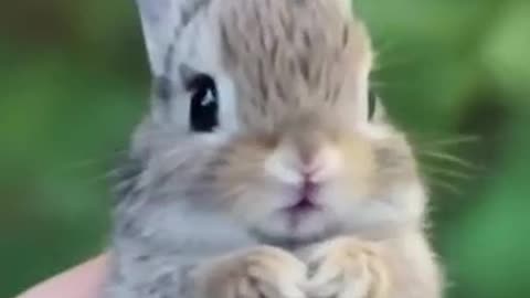 Cosmic Cuteness Unleashed: Baby Bunny’s Out-of-This-World Charm Offensive!