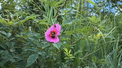 Swamp Rose