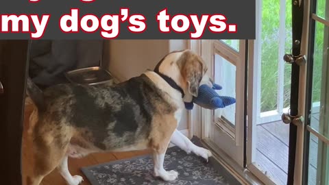 A Four-Legged Doggy Thief