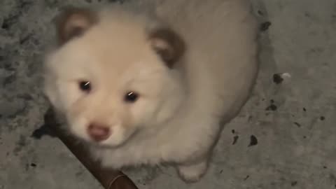 My dog woke up at night and started whimpering