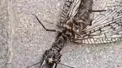 😨👻 Skinwalker Caught on Camera - The Truth Revealed! | TheHauntingHour