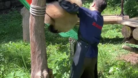 Panda： Dad, I don't want to go back