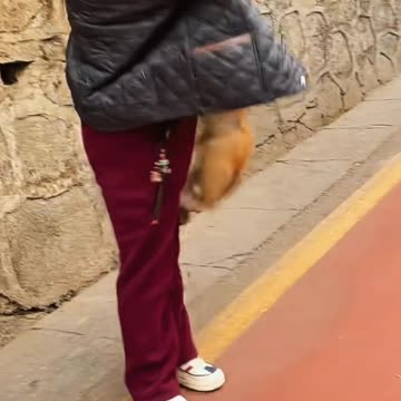 Monkey taking selfie with phone