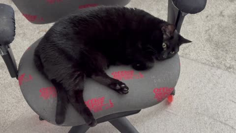 Cute Precious Piper is Ready for a Nap - Adopting a Cat from a Shelter Vlog