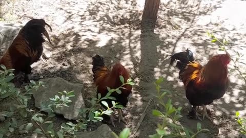 hen
