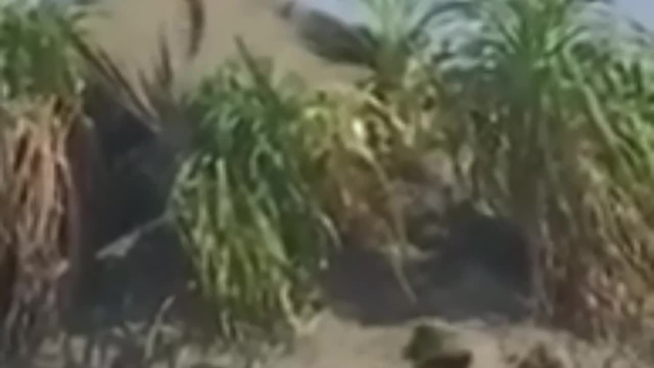 Philippine and US Soldiers Conduct Joint Military Exercises