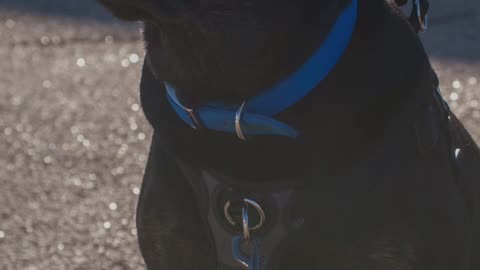 Curso para a detenção cães de raça perigosa