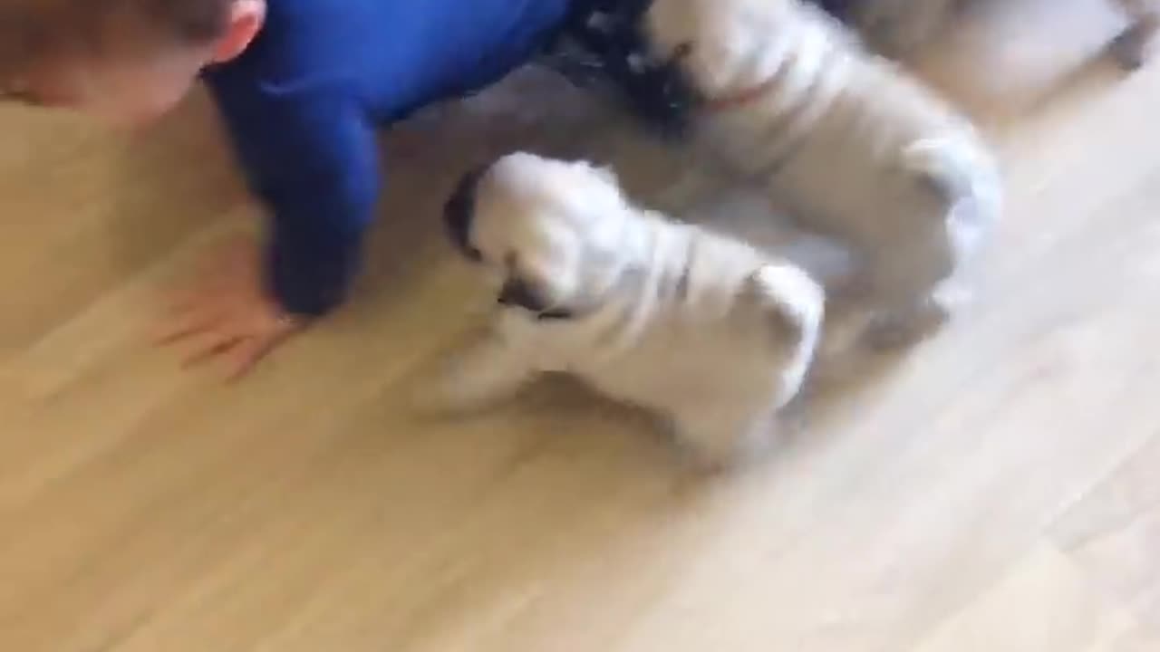 Pug chase