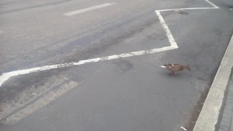 DUCK ON THE ROAD
