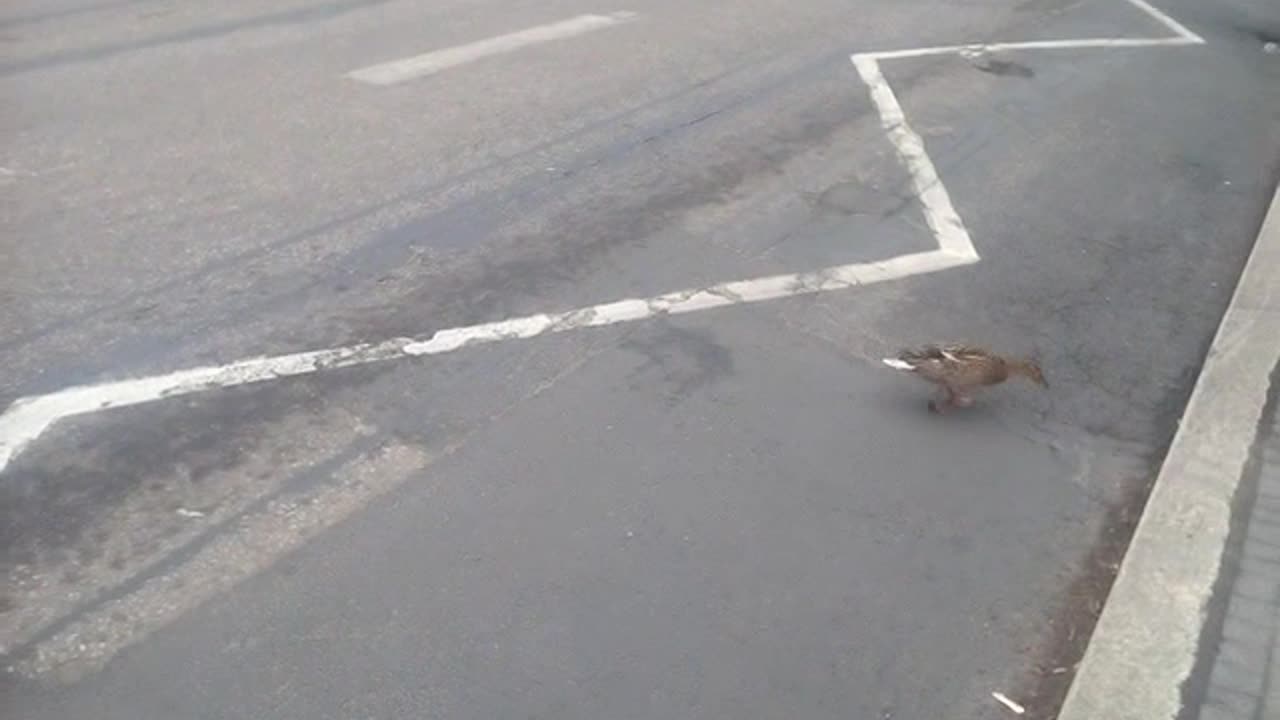 DUCK ON THE ROAD