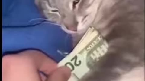 Cute Pets Face Eviction?! (Pay Rent!)