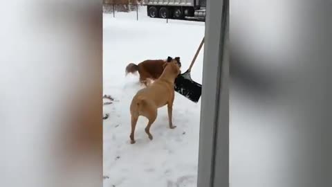 Funniest Cats and Dogs