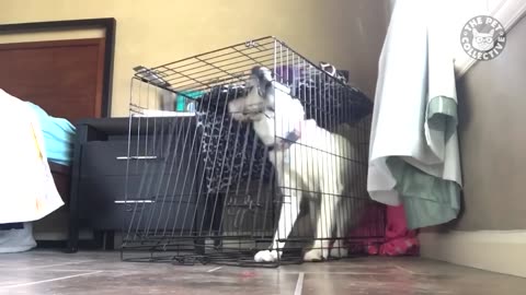 Funny animals