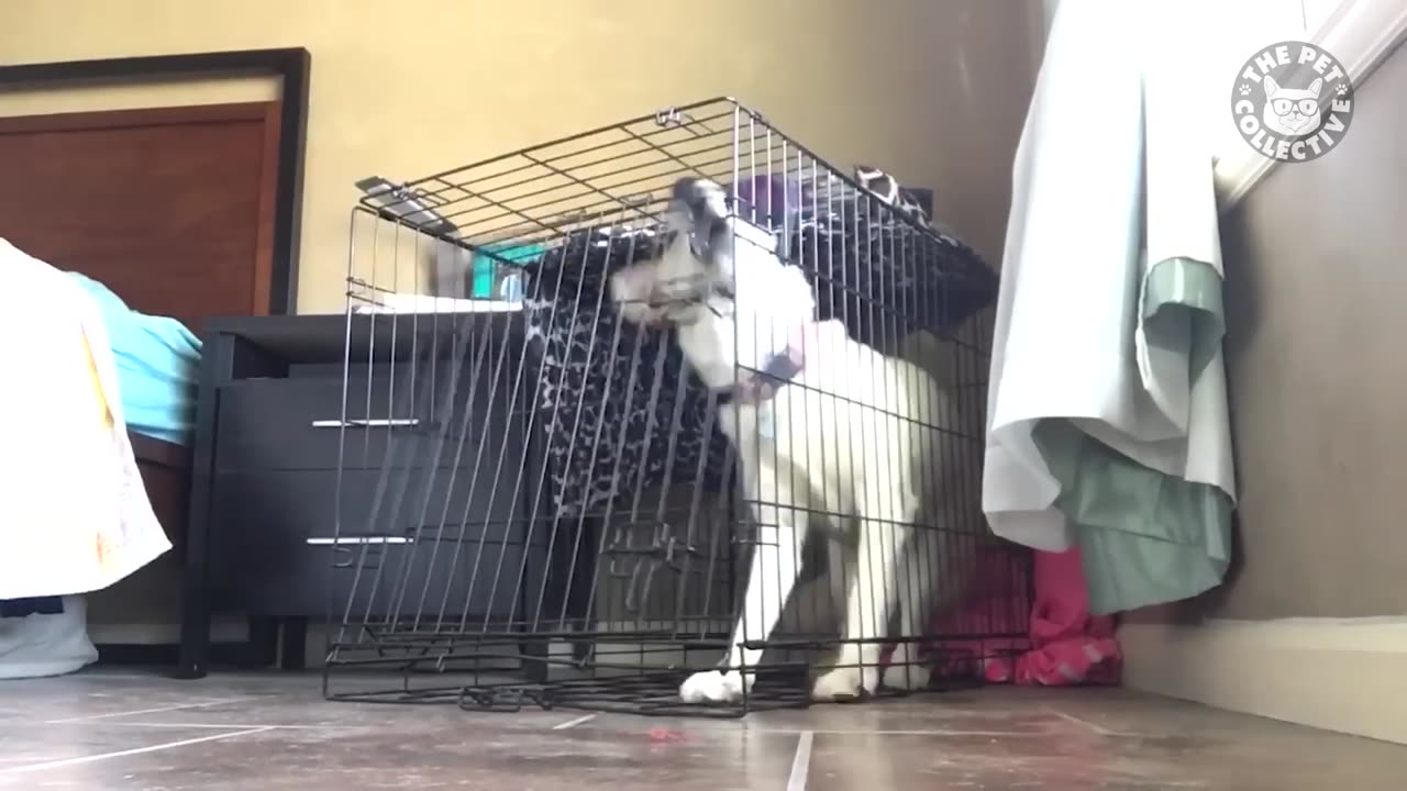 Funny animals