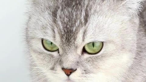 This Kitty May Steal Your Snacks... and Your Heart! 😹❤️