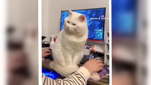 funny animals videos