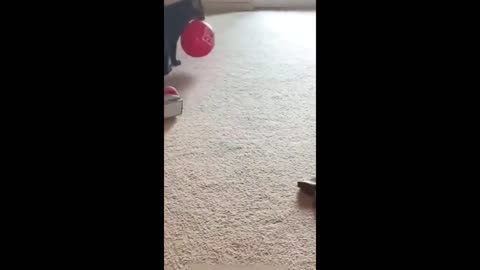 Funny animal videos