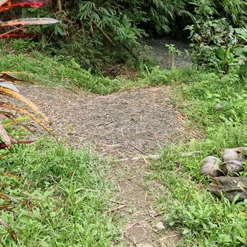 Expat Farm Life in the Philippines: Building a New Entryway Path & Steps 🇵🇭🛠️