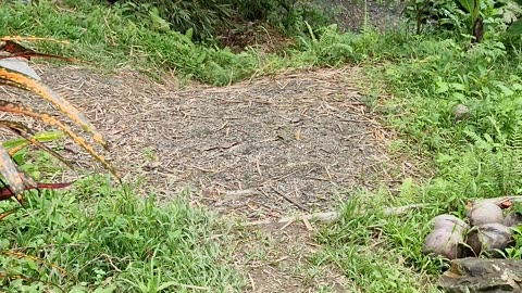 Expat Farm Life in the Philippines: Building a New Entryway Path & Steps 🇵🇭🛠️
