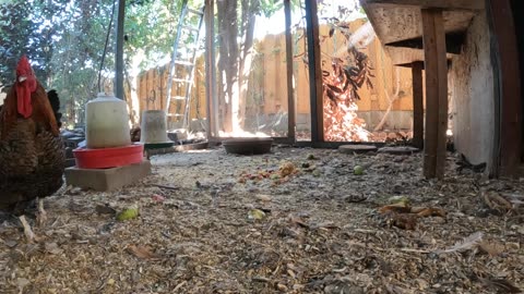 Backyard Chickens Fun Relaxing Continuous Video Sounds Noises Hens Roosters!