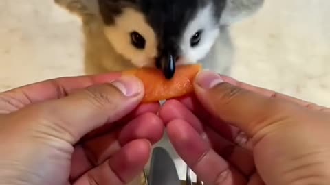Hungry Baby Penguin