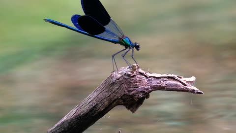 Nature and Animals