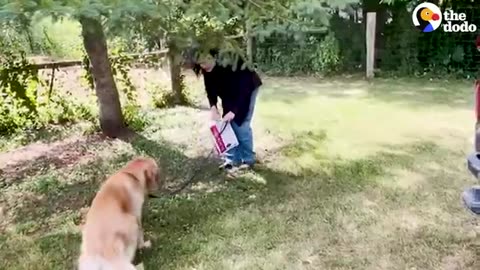 Golden Retrievers Who Spent Their Lives In A Cage Finally Feel Freedom | The Dodo