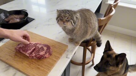 I Let a Wild Cat In. Now It’s HIS House! (made with AI)