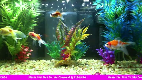 Fish Cam