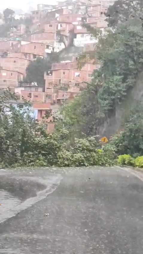 Árbol caído Bucaramanga