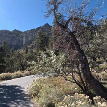 Mountain Mood Power up with Nature Vibes #sunshine #nostalgia #mountains Mt. Charleston Las Vegas NV