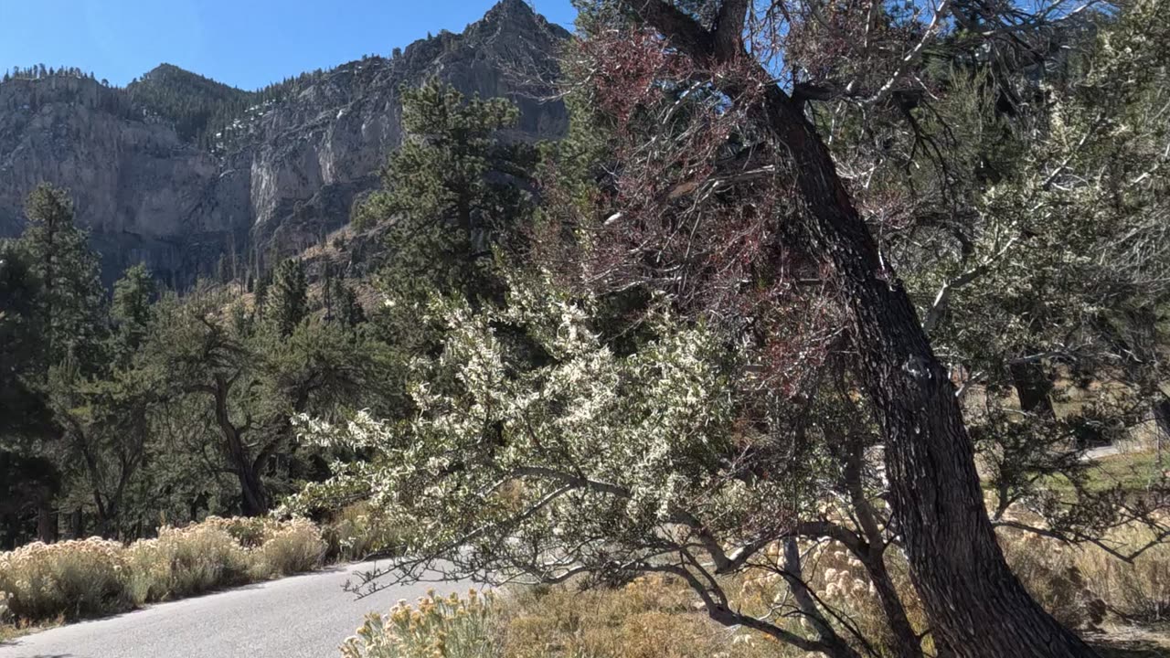 Mountain Mood Power up with Nature Vibes #sunshine #nostalgia #mountains Mt. Charleston Las Vegas NV