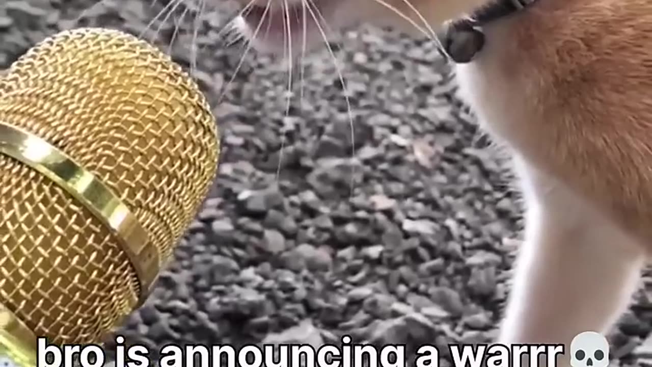 Funny cat 🐈 video