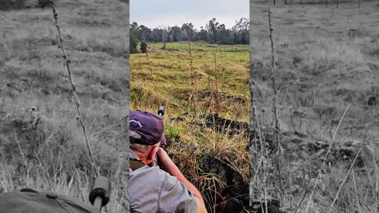 300 Fatgirl • 192 HBC Hawaiian • Sheep Hunt