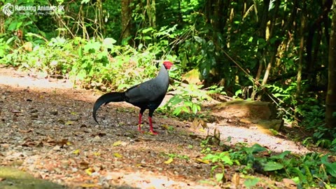 ANIMAL