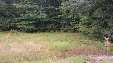 Doe with Fawns