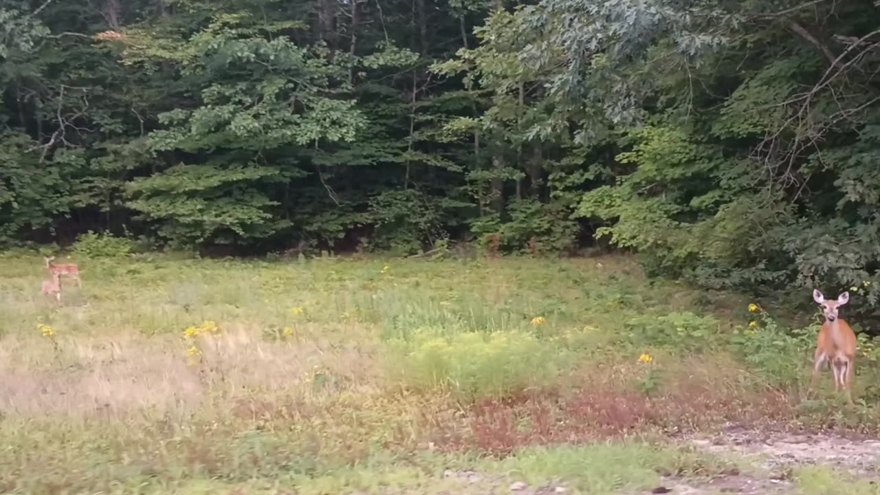 Doe with Fawns