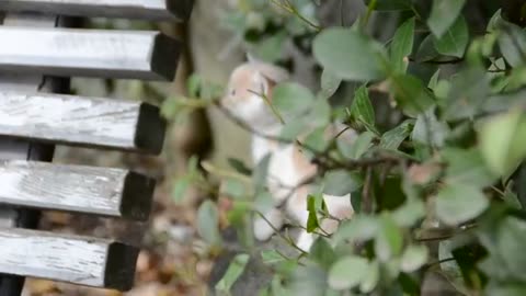 Cute cat hiding outside