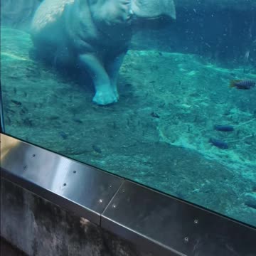 Hippo Napping at The San Diego Zoo