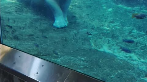 Hippo Napping at The San Diego Zoo