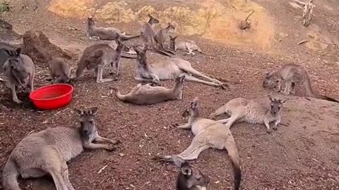 Kangaroo diaries only in Australia 🇦🇺