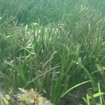 Snorkeling Through Serenity #mangrove