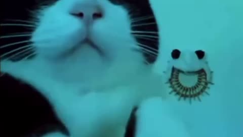 Cute animals dancing