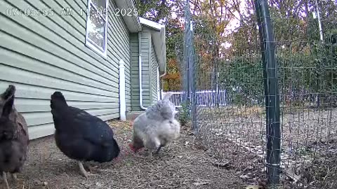 Hennie Cracked Corn and I Don't Care!