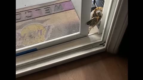 😱🐾 The Worst Kind of Home Invasion You’ll Laugh At! | FunFM