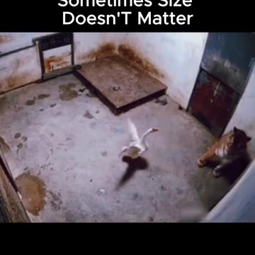 Sometimes, the Smallest Are the Strongest.🔥💪.