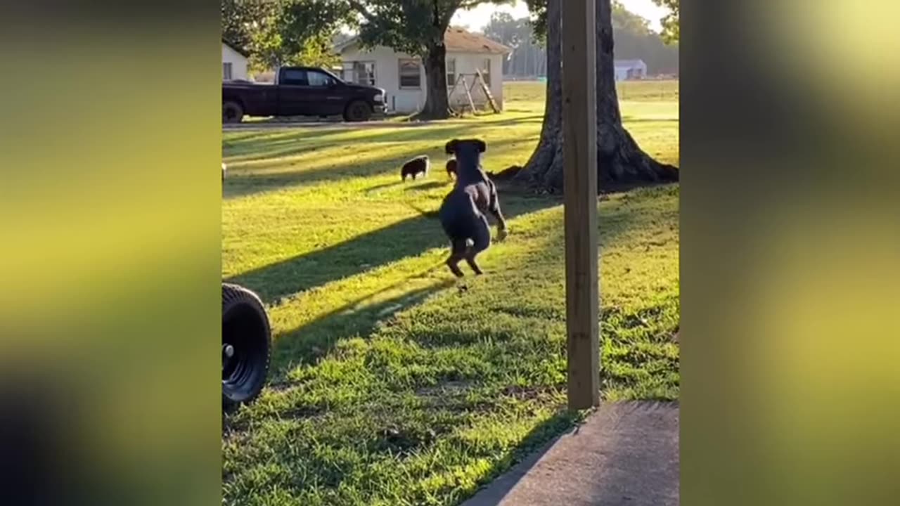 dogs-and-cats-crazy-animals-funny-animal-videos